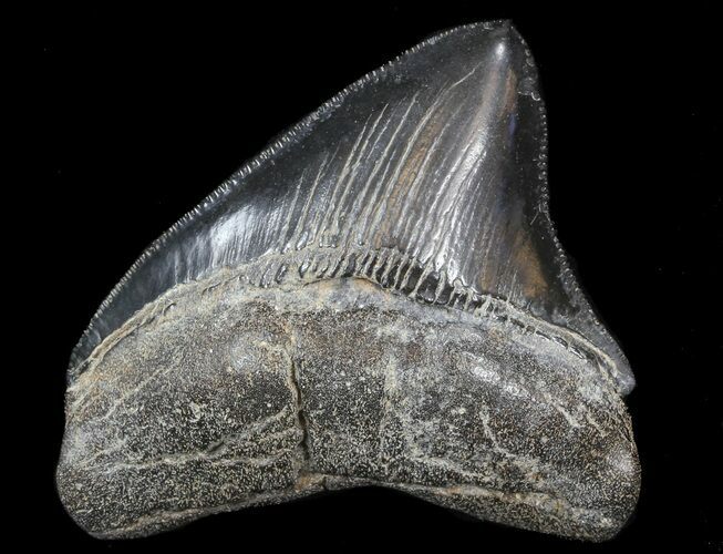 Nice, Posterior Megalodon Tooth #39262